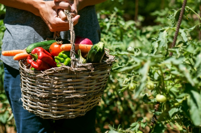 A gardener holding a heavy basket full of freshly picked vegetables, such as cucumbers, peppers, carrots, and tomatoes, from the garden.
