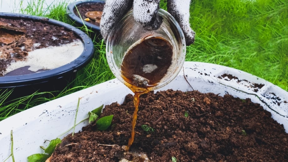 Urine As Fertilizer: Does It Work?