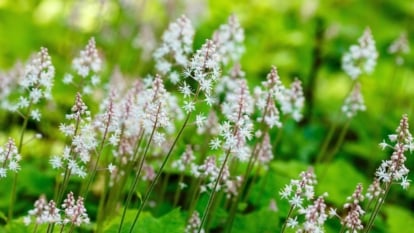 15 Low-Maintenance Plants for Shade Gardens