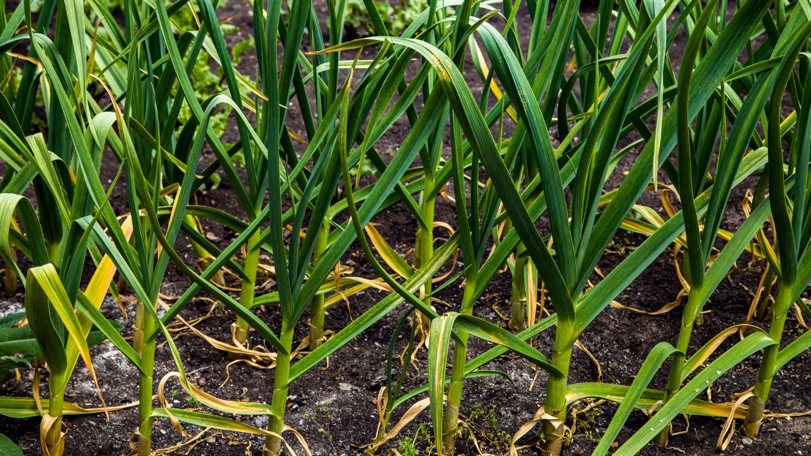 A close-up of mature allium plants in the ground, their tall, slender green leaves standing upright in rows.