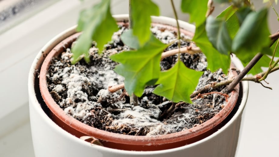 White Mold on Houseplant Soil: What it Means and What to Do