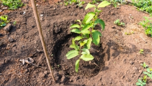 Gwa Tree How to Plant, Grow, and Care For ‘Thai White’ Guava Trees
