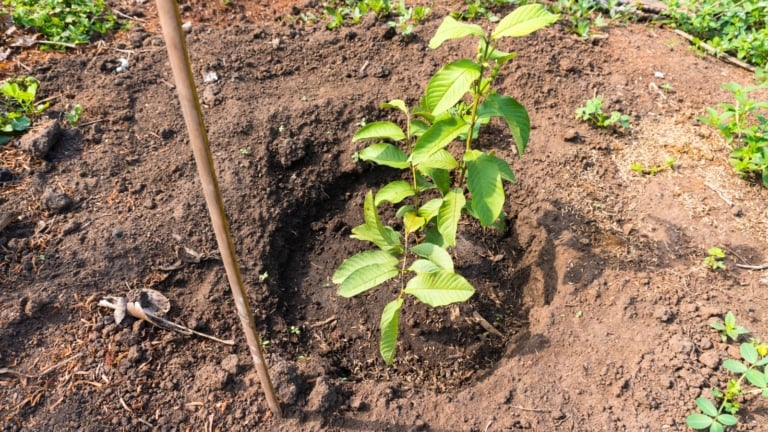 How to Plant, Grow, and Care For ‘Thai White’ Guava Trees