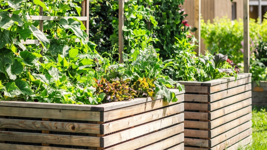 How to Grow a Salad Garden in Raised Beds