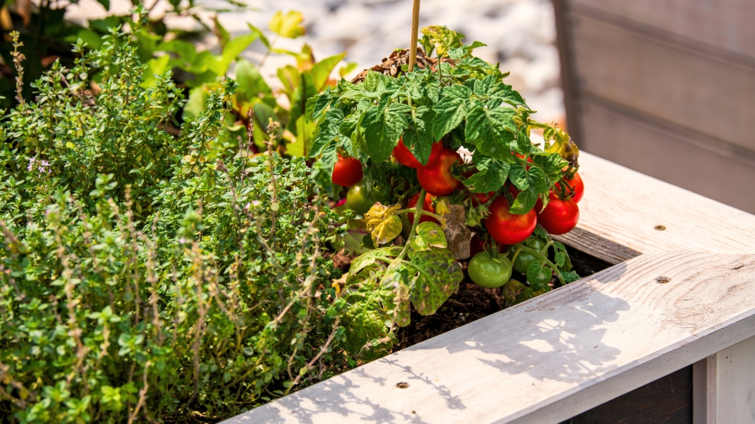 How to Grow a Salad Garden in Raised Beds