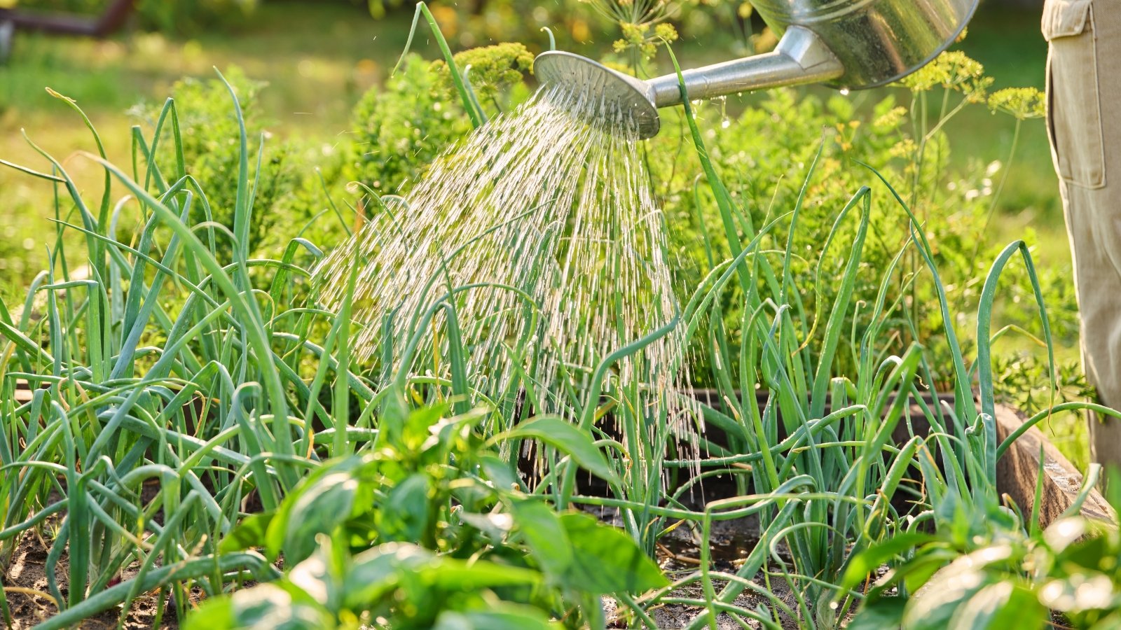 Green plants in a garden bed being watered by a gentle spray, with droplets glistening on the thin, upright leaves.