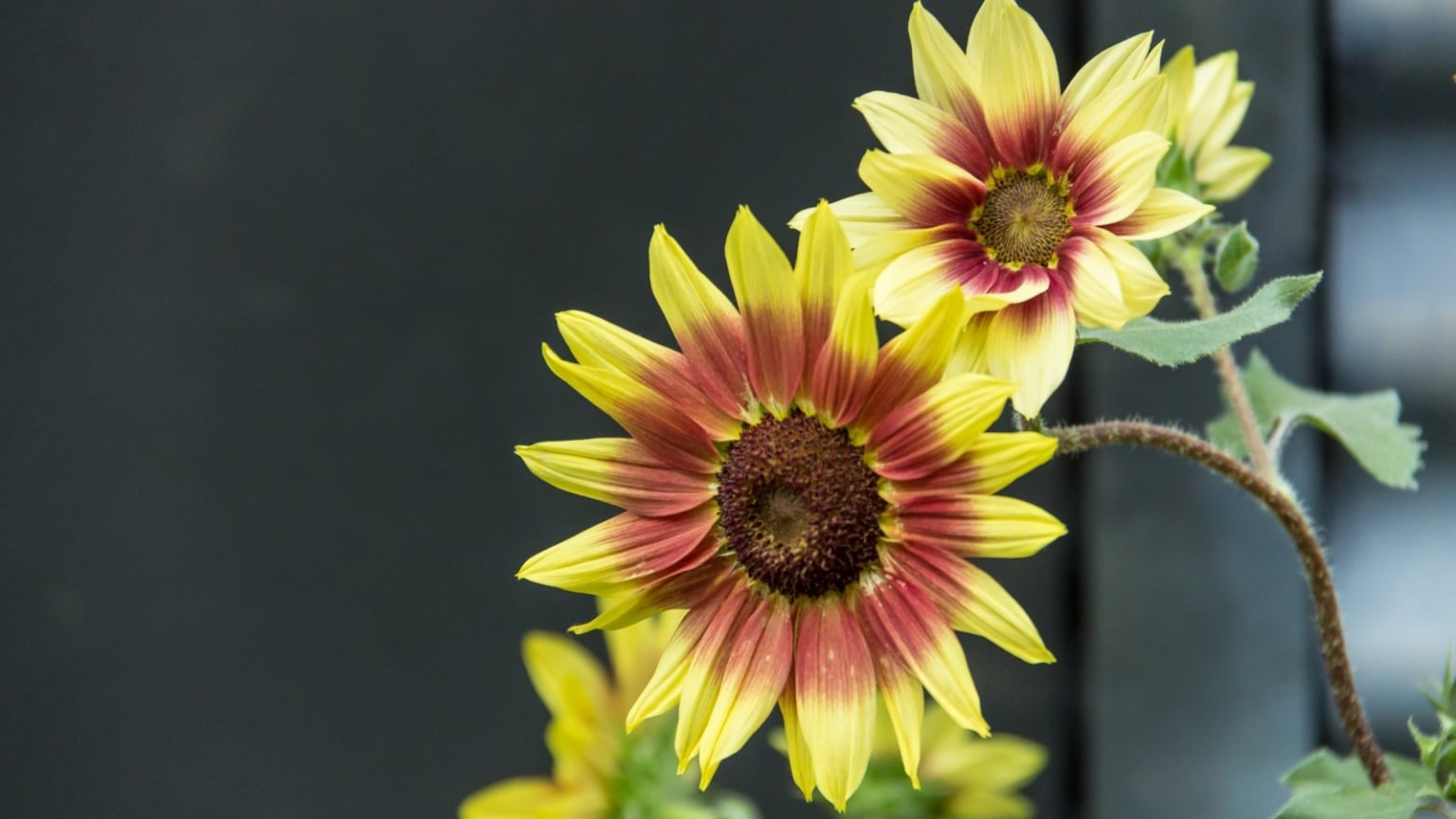 12 Fall-Colored Sunflowers to Plant In August