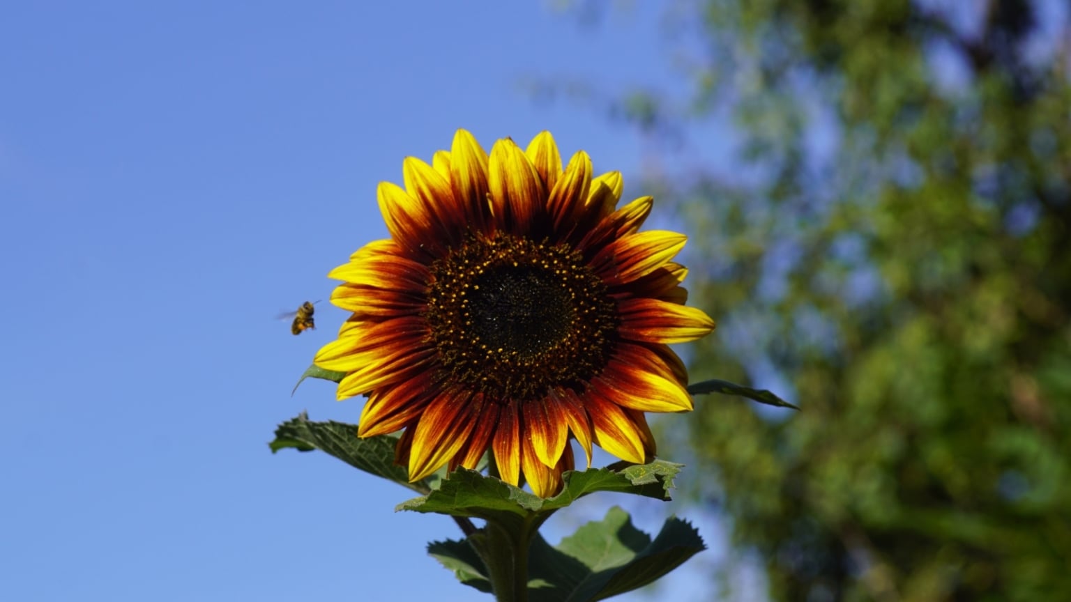 12 Fall-Colored Sunflowers to Plant In August