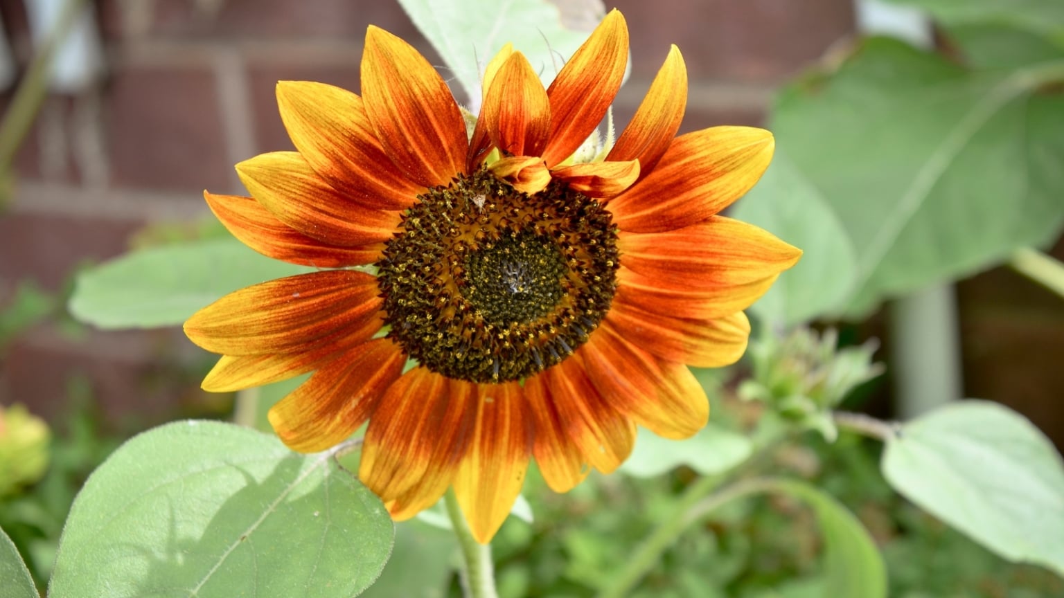 12 Fall-Colored Sunflowers to Plant In August