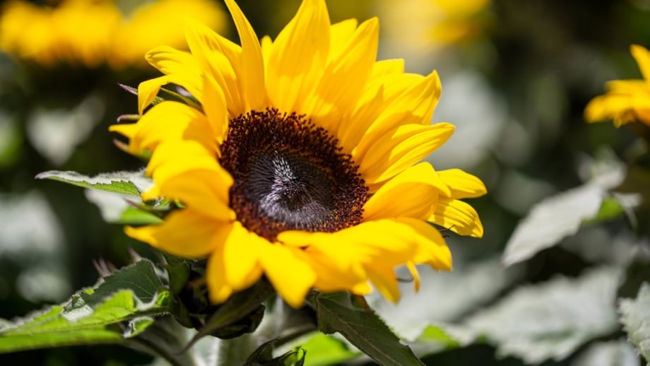 12 Fall-Colored Sunflowers to Plant In August