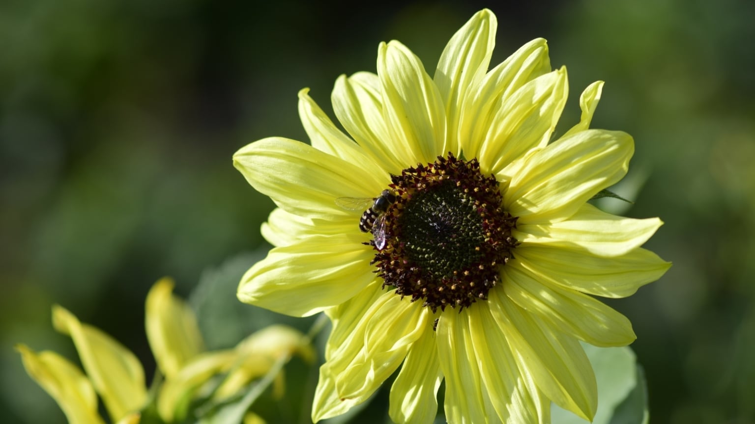 12 Fall-Colored Sunflowers to Plant In August