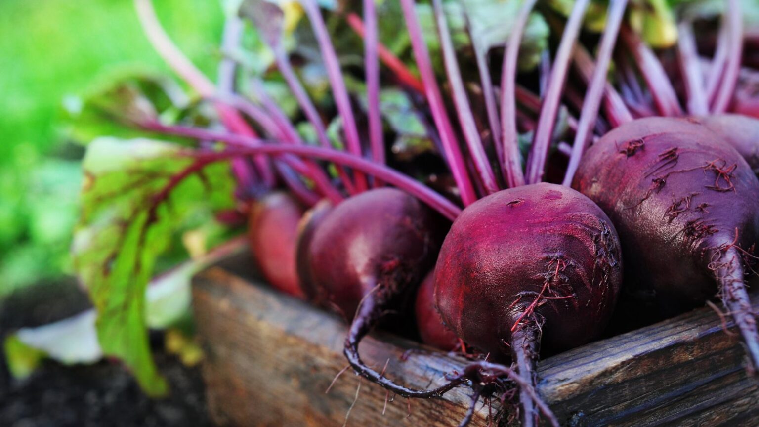 11 Beet Varieties You Can Plant In Fall