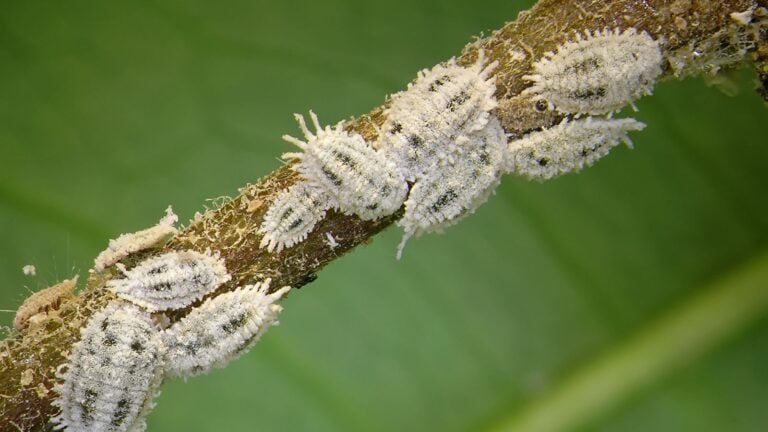 How to Remove and Prevent Mealybugs