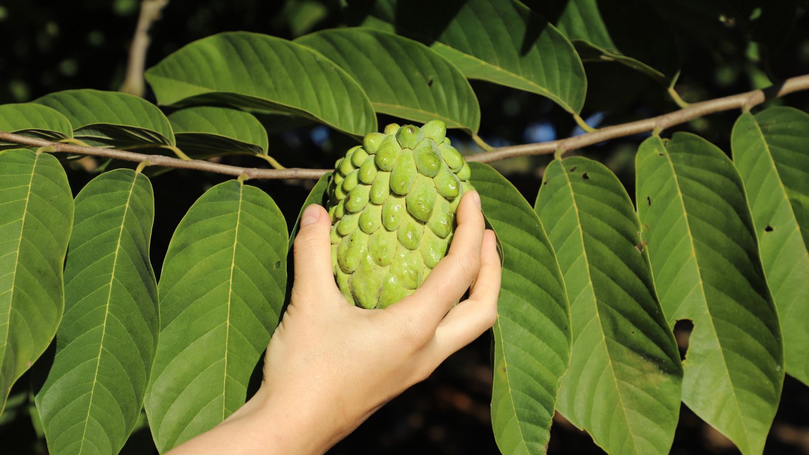 A person using bare hand to harvest the fruit of an Annona squamosa x Annona Cherimola, placed somewhere with abundant sunlight