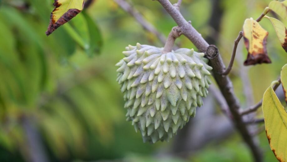 How to Plant, Grow, and Care for an Atemoya Tree