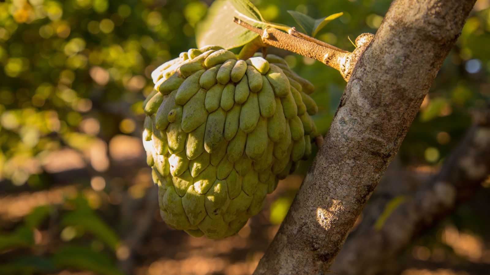 A round and bumpy fruit with green hue, located in the shade still attached to a woody stem and branch looking brown with other greens in the background