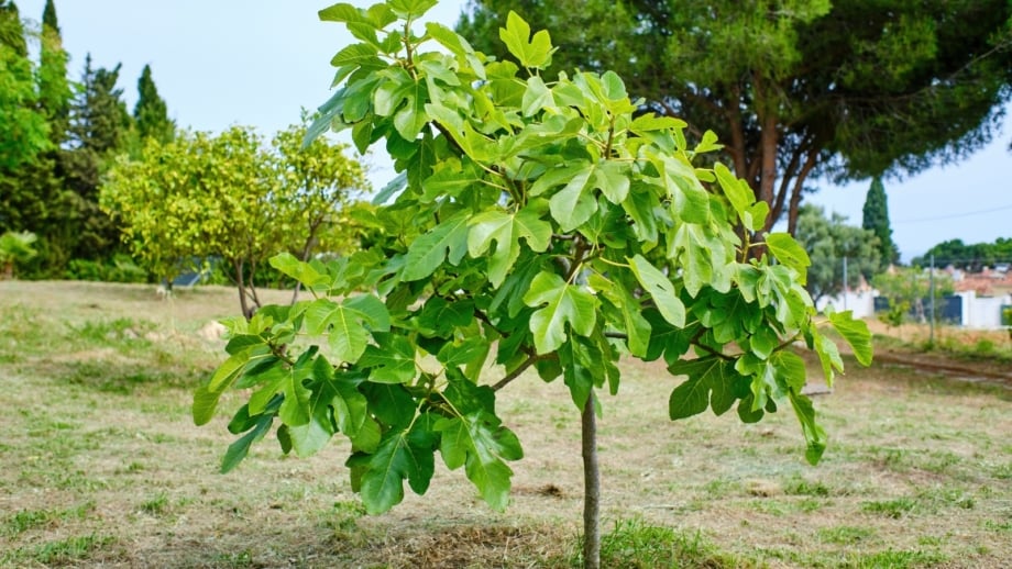 How to Prune Fig Trees for Big Harvests