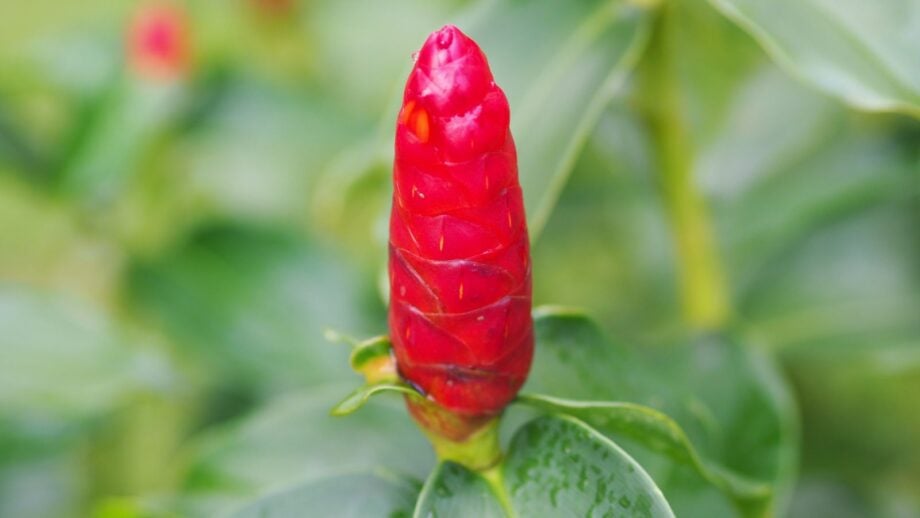 How to Plant, Grow, and Care for Shampoo Ginger