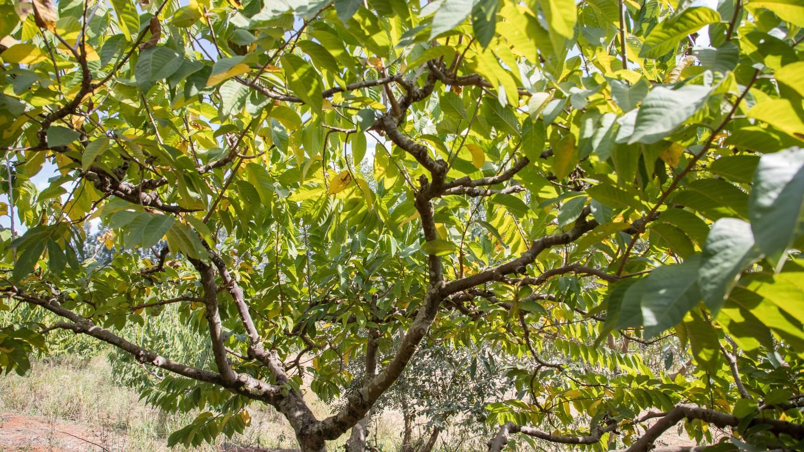A tall plant with healthy green leaves and fruits, having a sturdy looking trunk with branches spreading out toward the sky