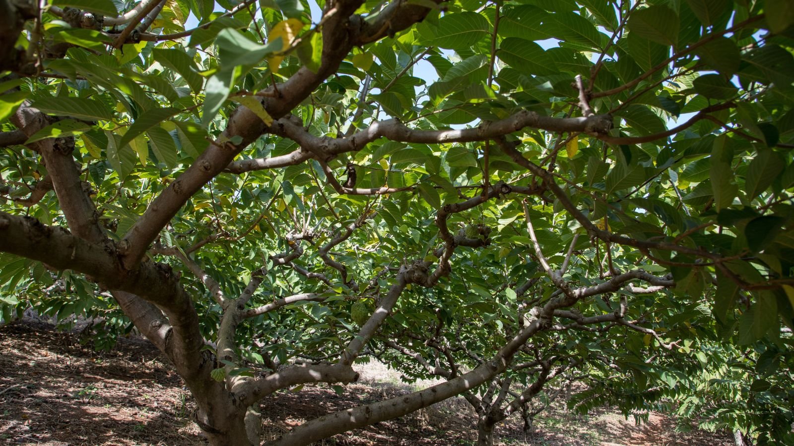 A woody plant with a lush and dense layer of leaves, appearing bright green placed in a sunny area providing shade to the ground