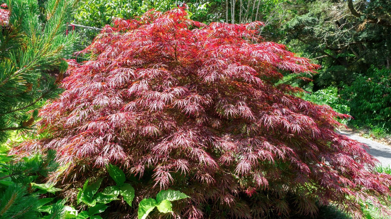 How to Plant, Grow, and Care For 'Bloodgood' Japanese Maple Trees