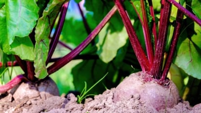 26 Types Of Beet You Need To Grow