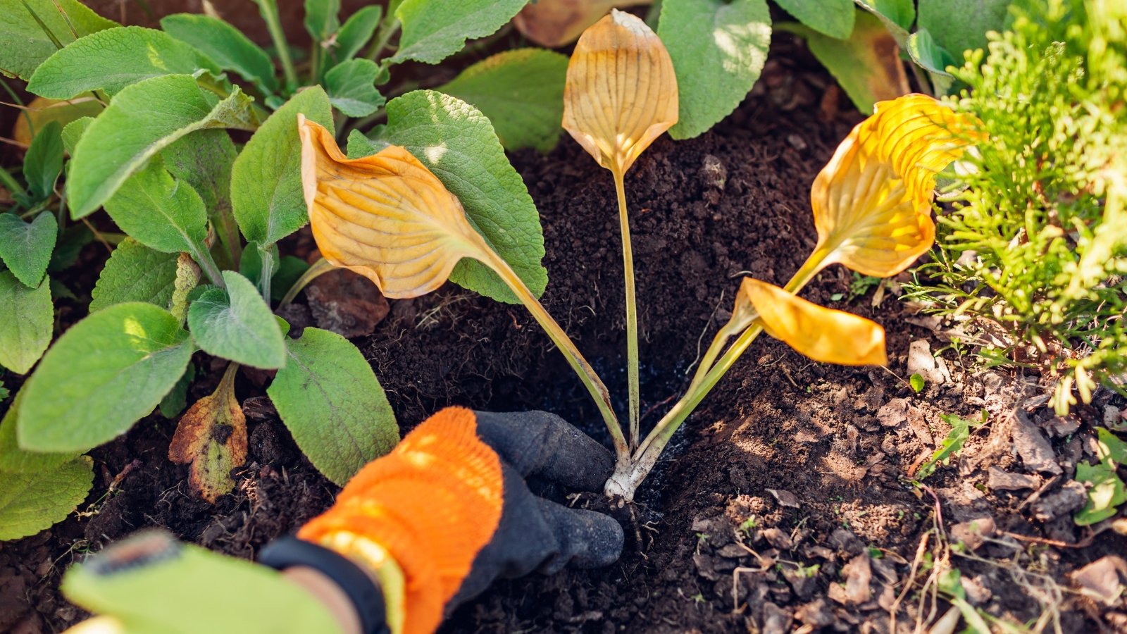 Close-up of a gardener's hand in a black glove planting a hosta seedling with orange autumn leaves among сommon sage.