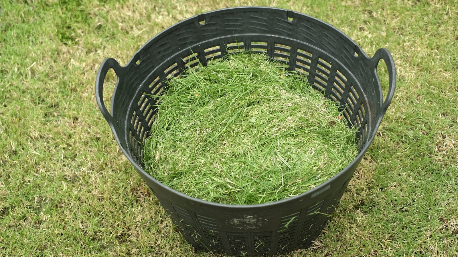 A black, perforated basket sits on a lawn, filled to the brim with finely cut green plant material, ready for composting or mulching.
