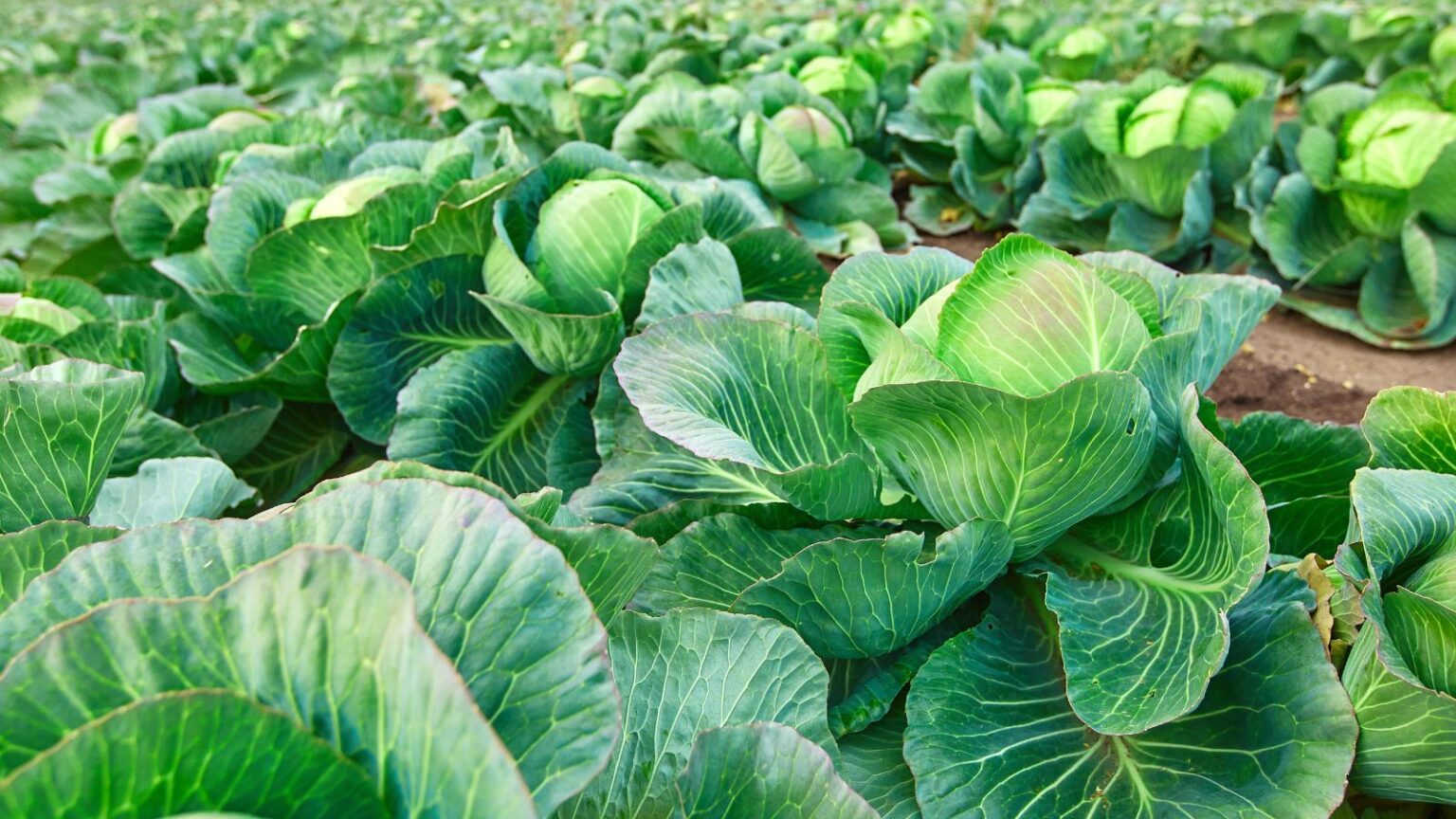Cabbage Sun 15 Vegetables that Grow in Sun and Shade