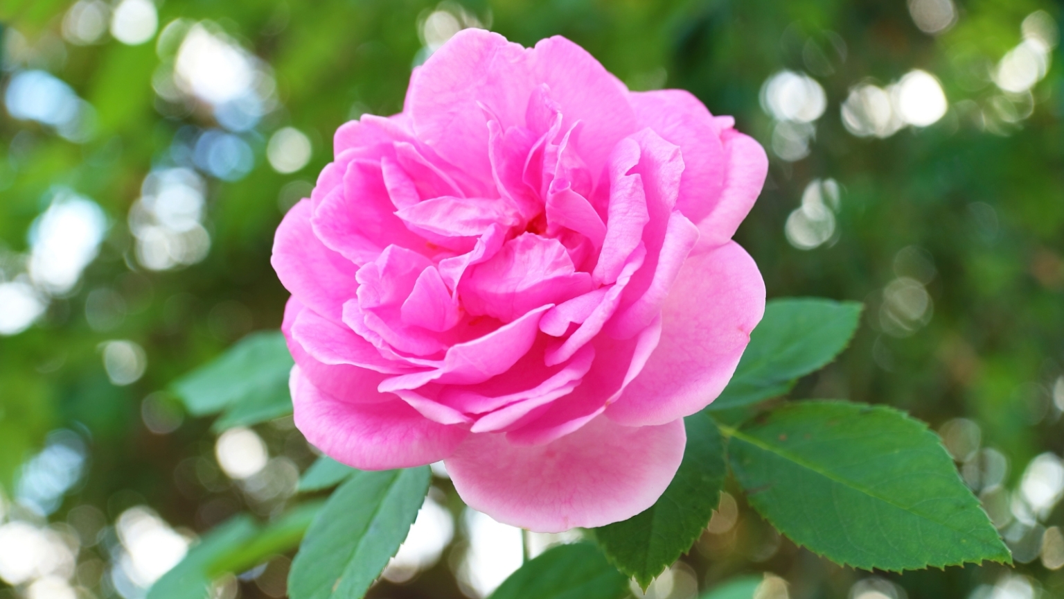Believed Roses 17 Best Shrub Roses to Plant in September