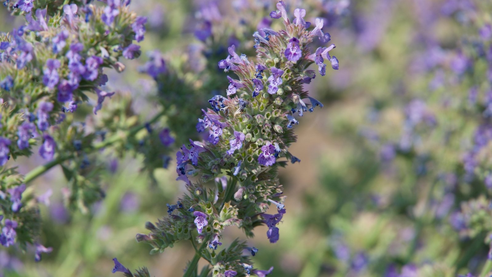 A close-up of delicate lavender-hued blossoms growing on long green stems, with soft-focus purplish-blue flowers and foliage creating a serene, natural background.