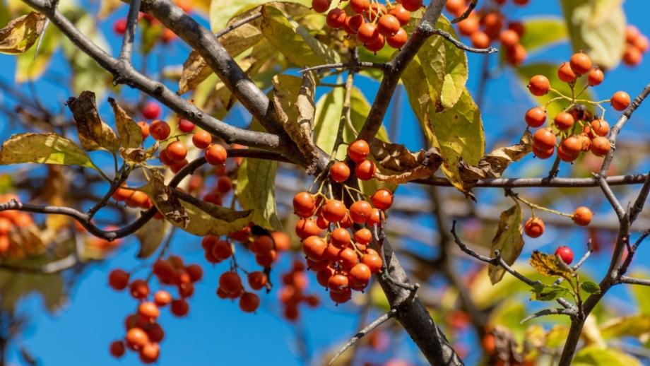 Fall Berry Plant 21 Ornamental Plants with Fall Berries
