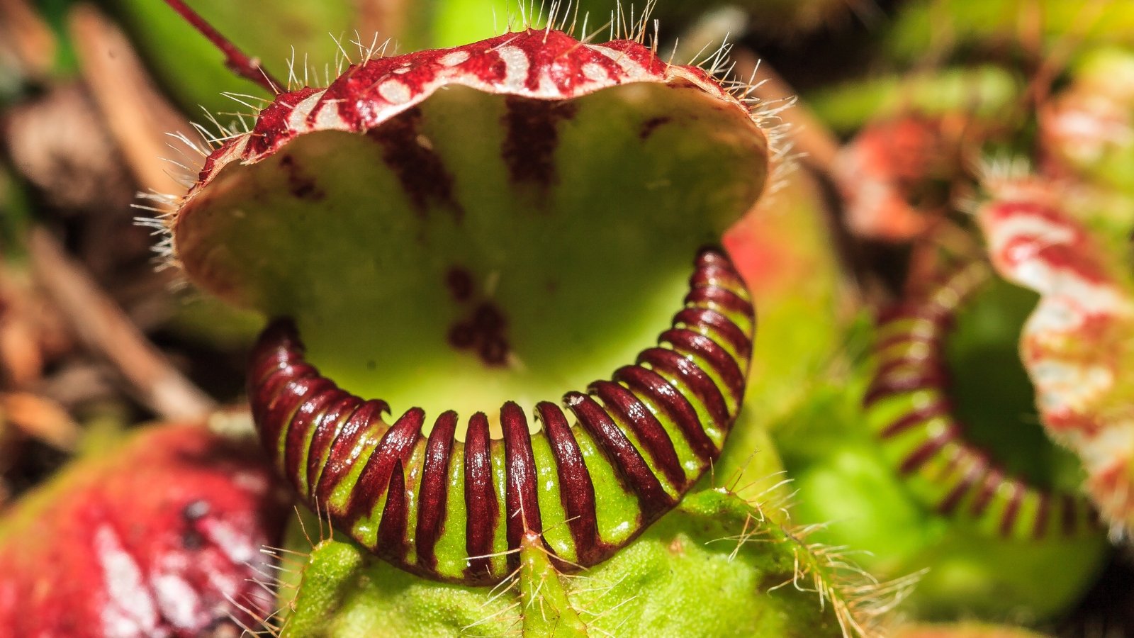 A squat, round structure with spiked, tooth-like fringes around a wide opening, featuring red and green coloration.