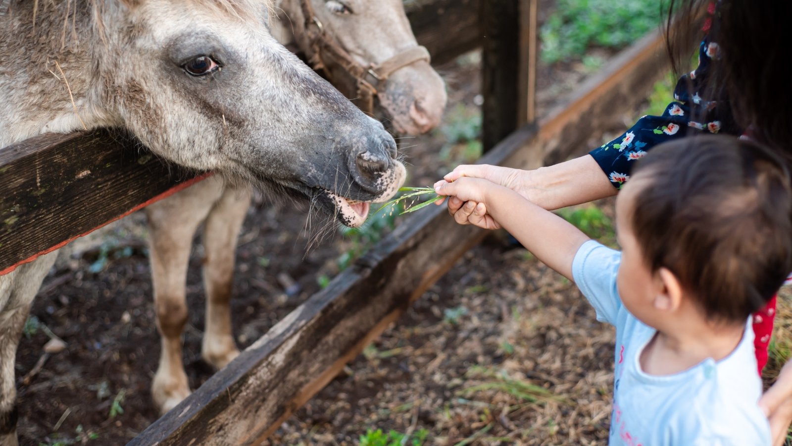 A child extends a handful of fresh, green plant material toward a curious goat, which eagerly reaches out from behind a wooden fence to nibble on the offering.
