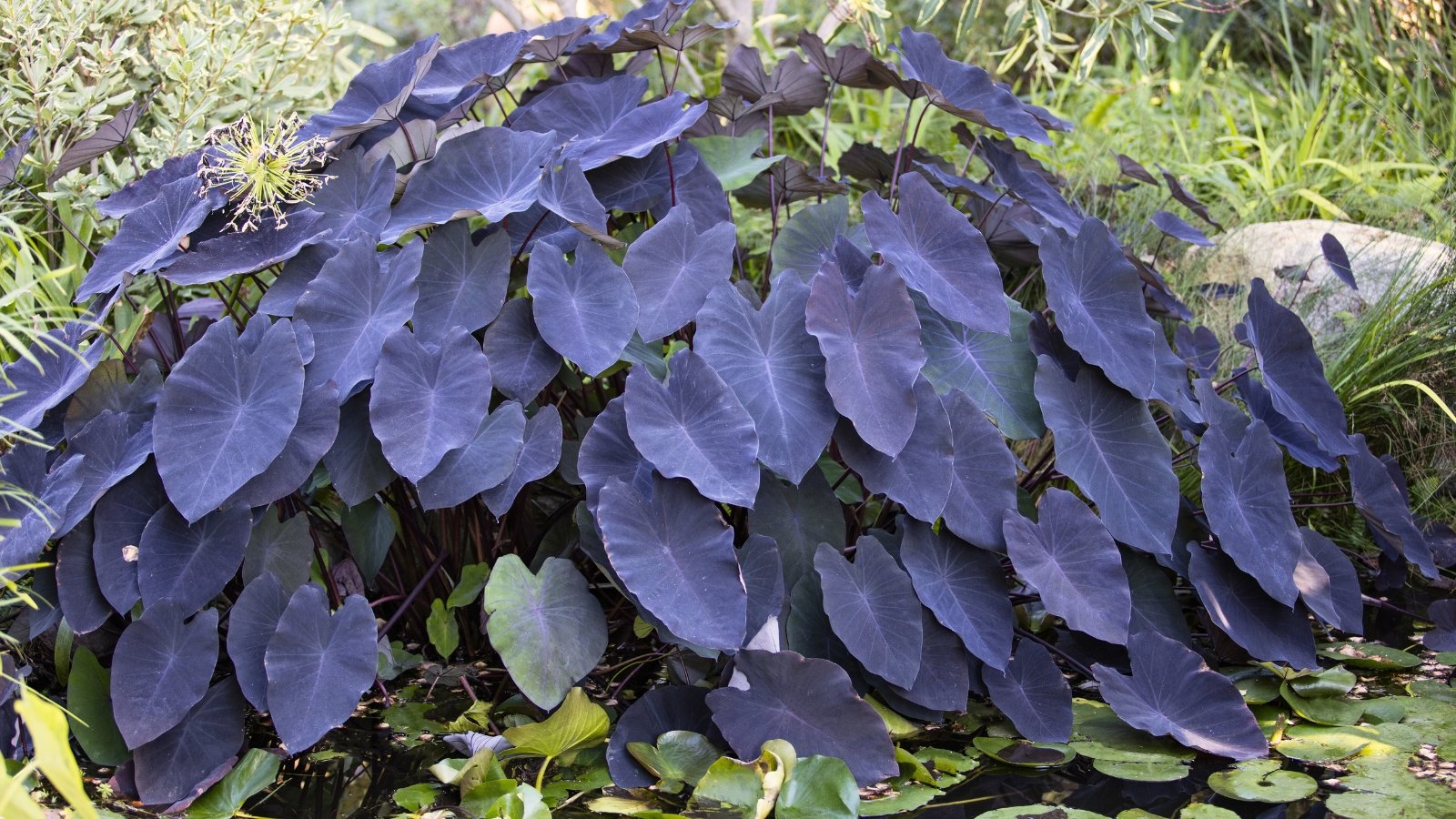Large, heart-shaped leaves with a deep purple-black hue, giving a dramatic, tropical appearance, all situated in a well lit area outdoors