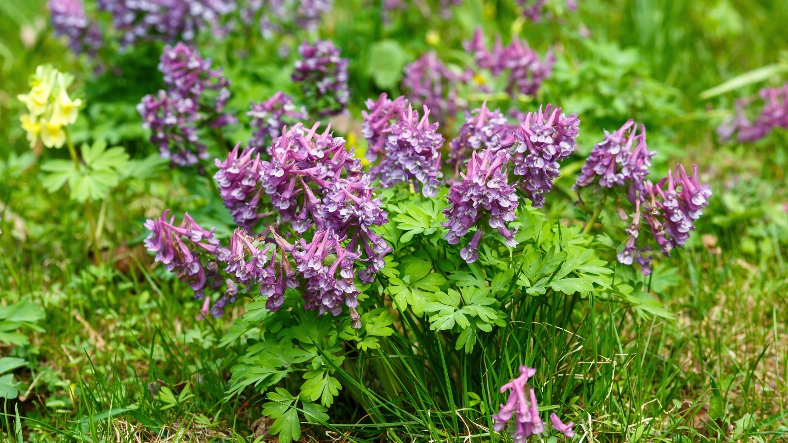 Soft, fern-like leaves surround clusters of tubular lavender flowers on thin, arching stems.