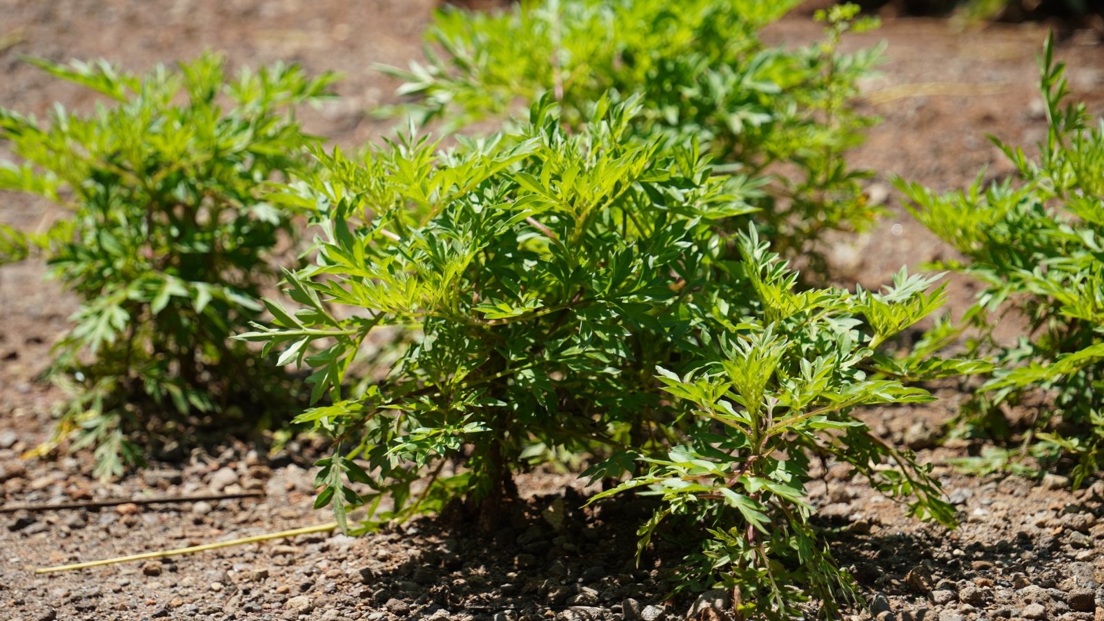 Close-up of Cosmos caudatus seedlings in a flowerbed, their delicate, fern-like leaves basking under bright sunlight.
