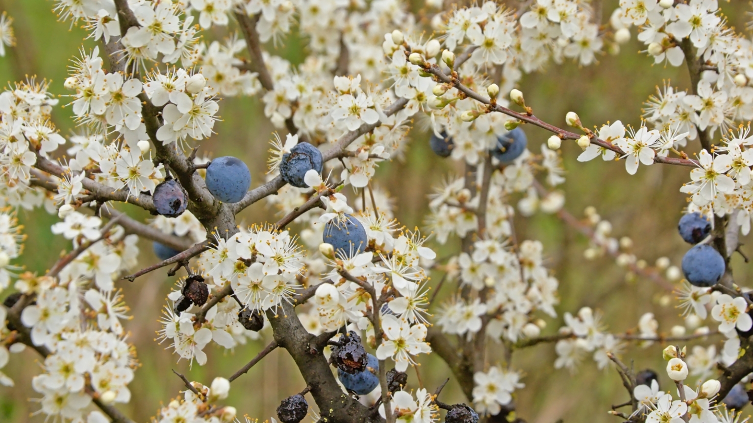 Fall Berry Plant 21 Ornamental Plants with Fall Berries