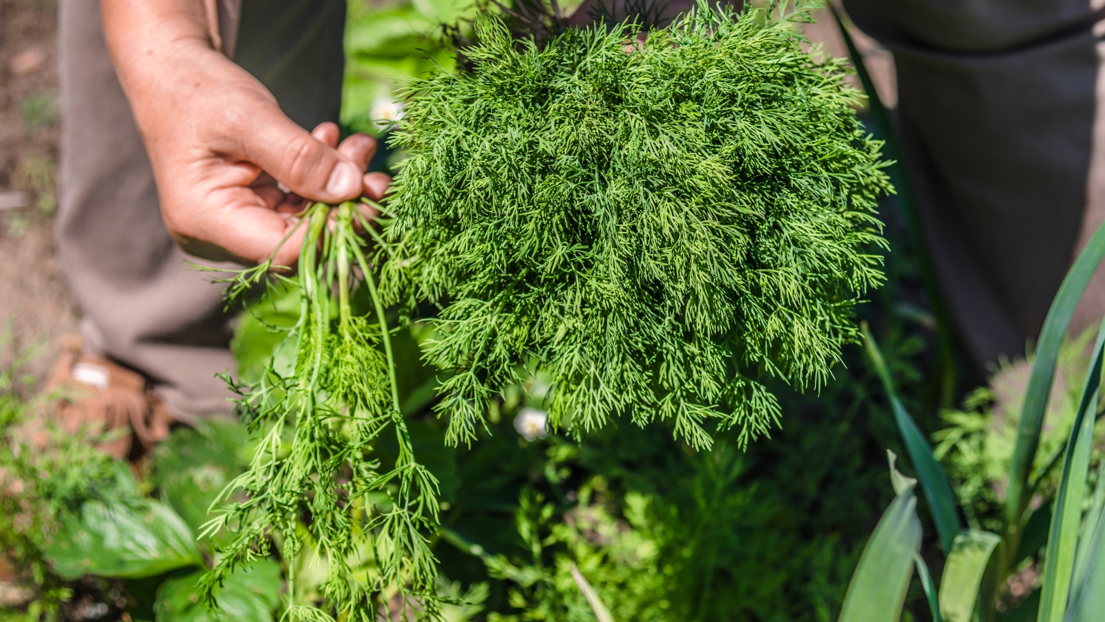 How To Harvest And Store Dill