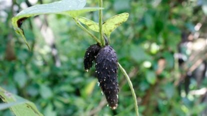 A close-up shot of a small developing tuber called the ube, growing alongside its green foliage