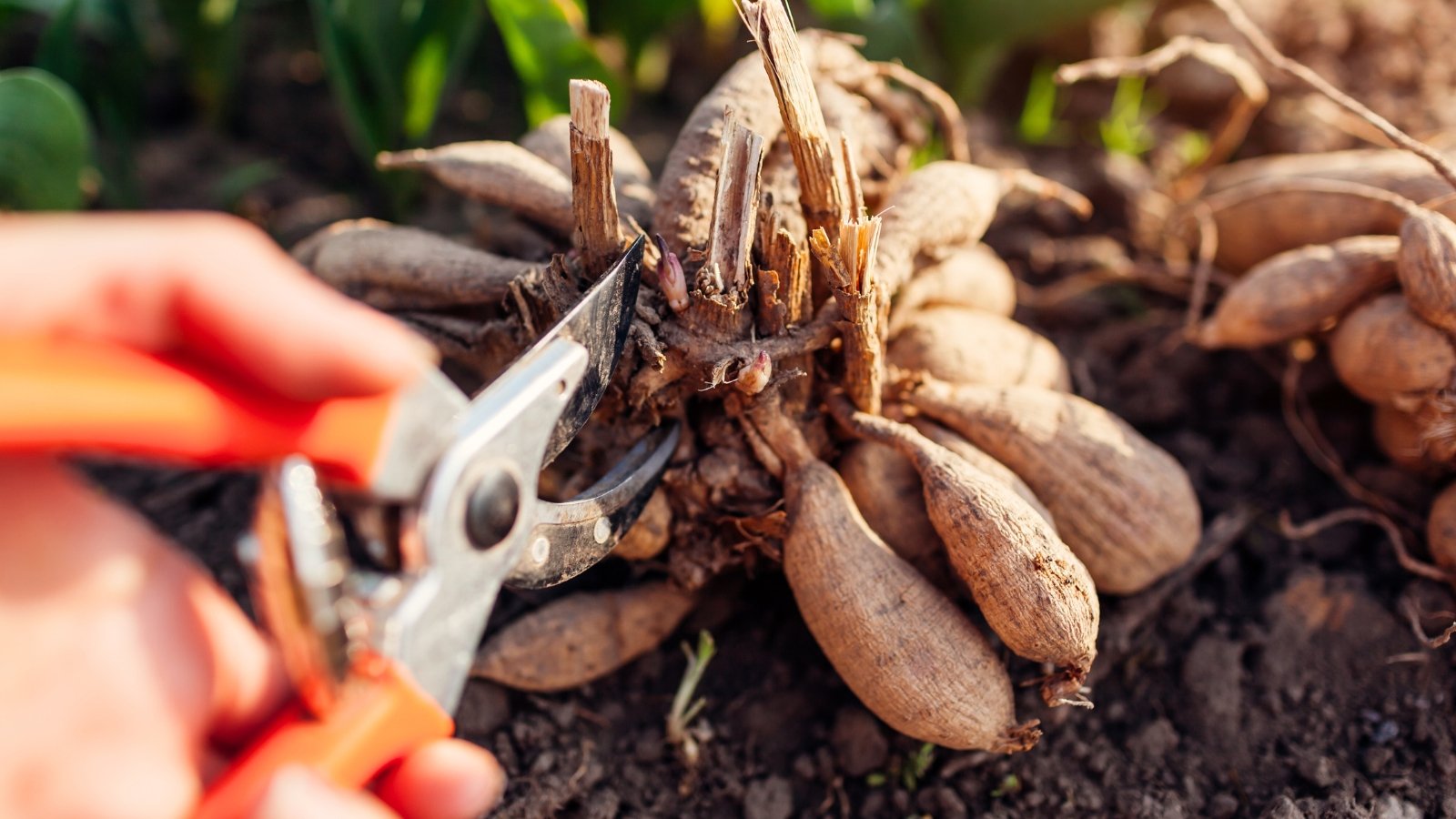 Close-up of orange pruning shears next to dug up dry dahlia tubers.