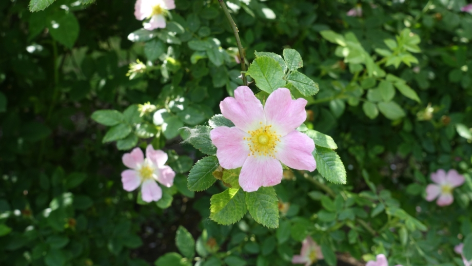 Believed Roses 17 Best Shrub Roses to Plant in September