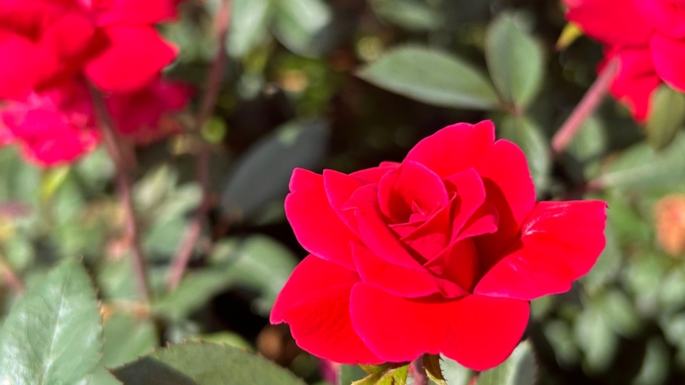 15 Most Popular Roses of All Time