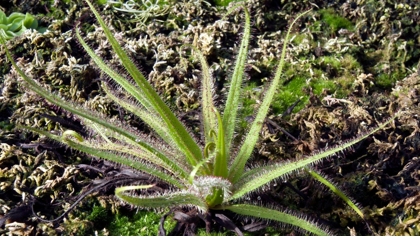 A starburst-like arrangement of long, thin, lance-shaped leaves radiating outward from a central point, growing low to the ground.