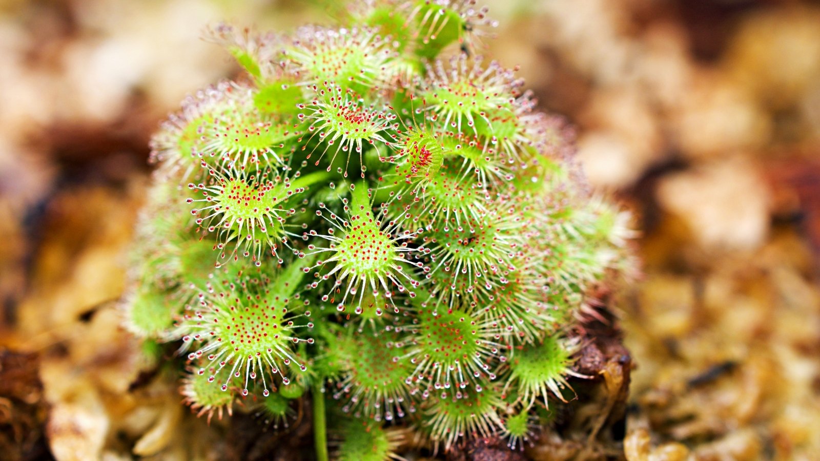 A small rosette of round leaves with short, red-tipped tentacles, each covered in glistening, sticky droplets.