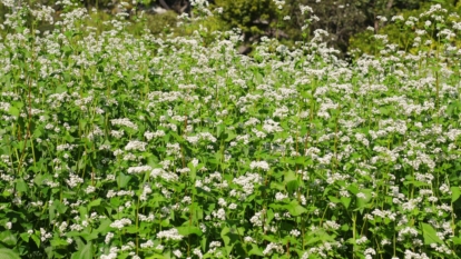 A vibrant field of blooming buckwheat plants features clusters of delicate white and pink flowers rising above lush green leaves, creating a picturesque landscape.