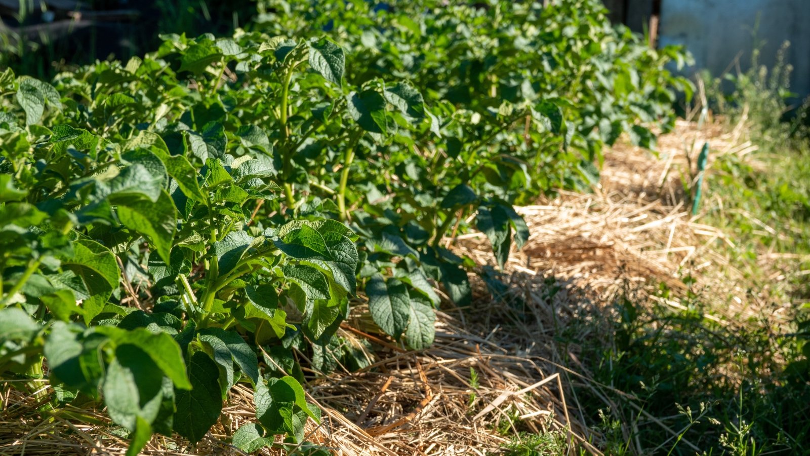 Rows of lush, leafy plants in a vegetable garden, protected by a thick layer of straw mulch to conserve moisture and suppress weeds.
