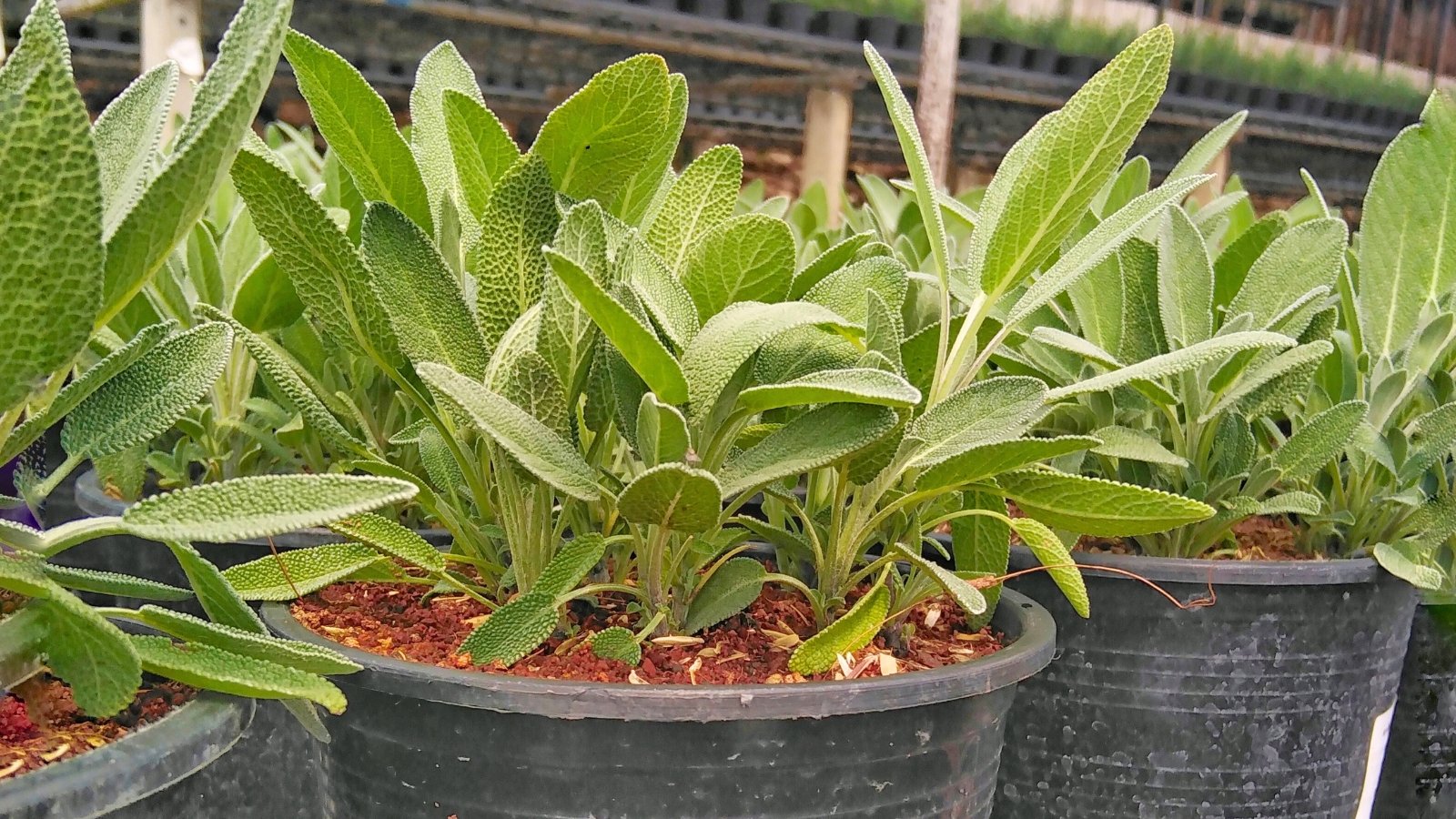 Close-up of black plastic pots with sage plants featuring woody stems and soft, gray-green leaves that are ovate with a slightly wrinkled texture.