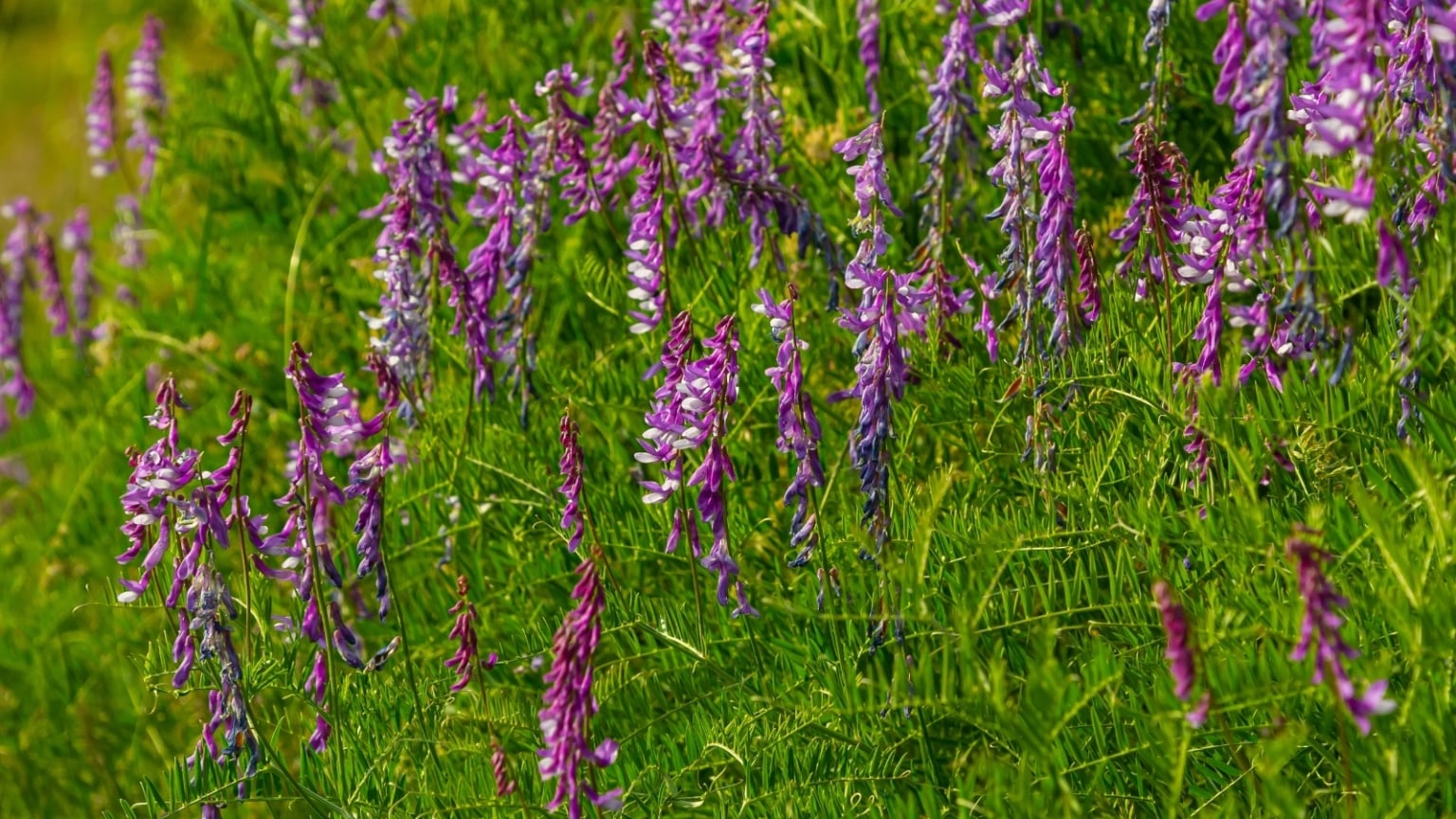 Hairy Vetch A Pollinator Plant And Great Cover Crop Epic Gardening hairy-vetch-a-pollinator-plant-and-great-cover-crop-epic-gardening