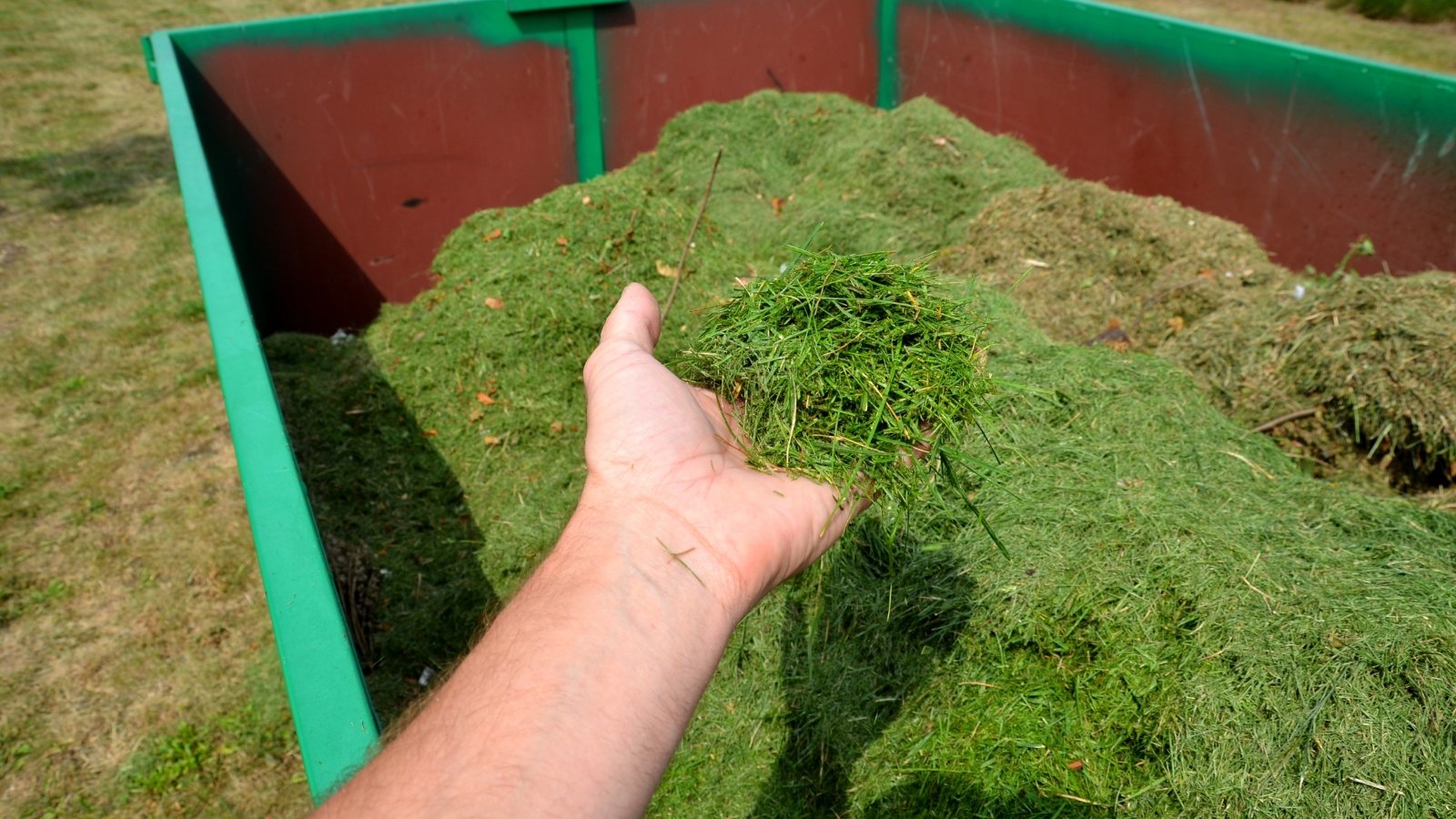 A close-up of a hand lifting a pile of freshly cut green plant material from a red container, showcasing the fine, shredded texture of the gathered plant matter.